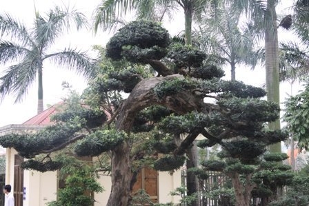 Bonsai, cay the, cây thế, triển lãm bonsai, trien lam bonsai